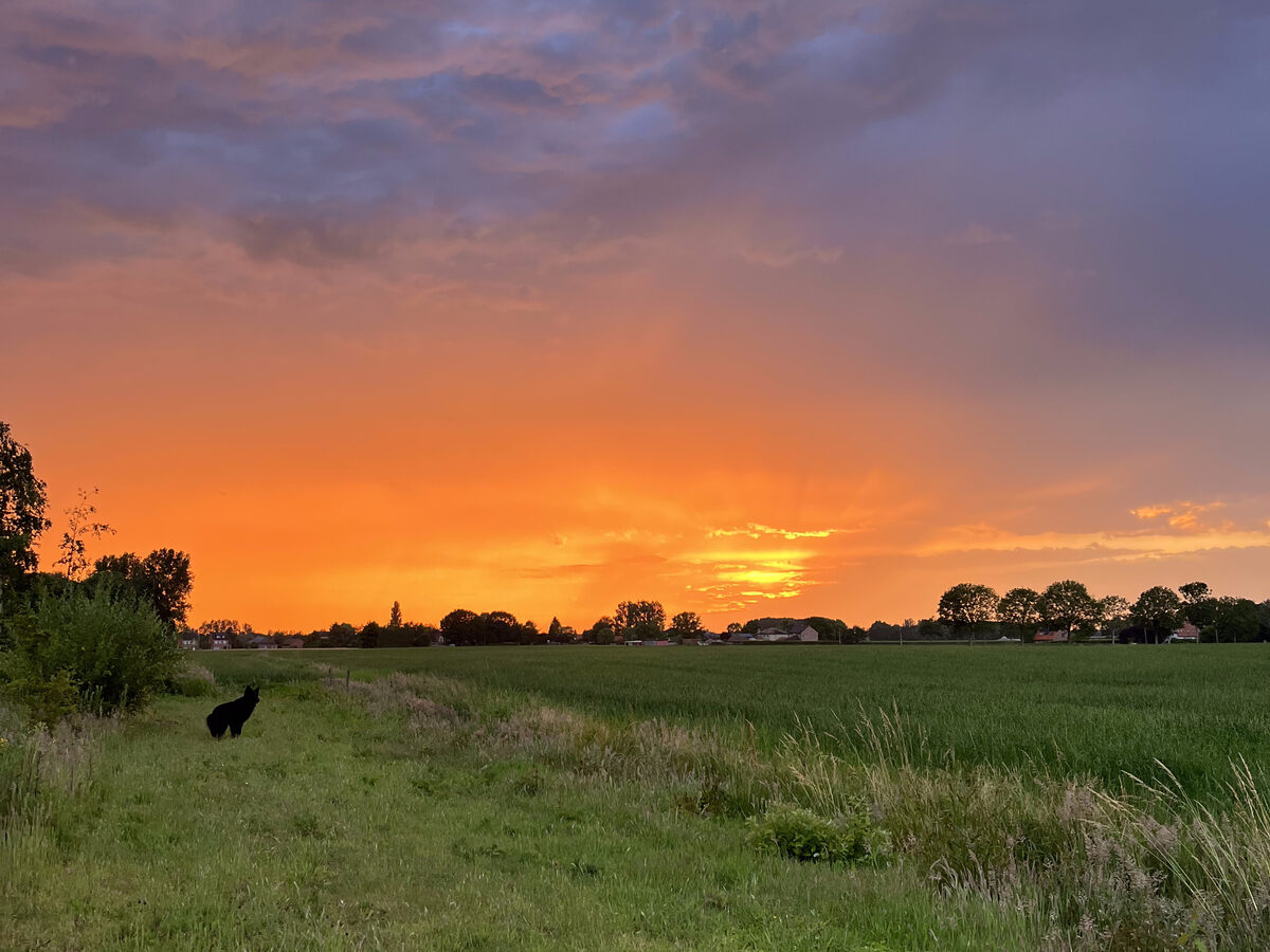 Oranje avondlucht boven een veld met een grasberm op de voorgrond