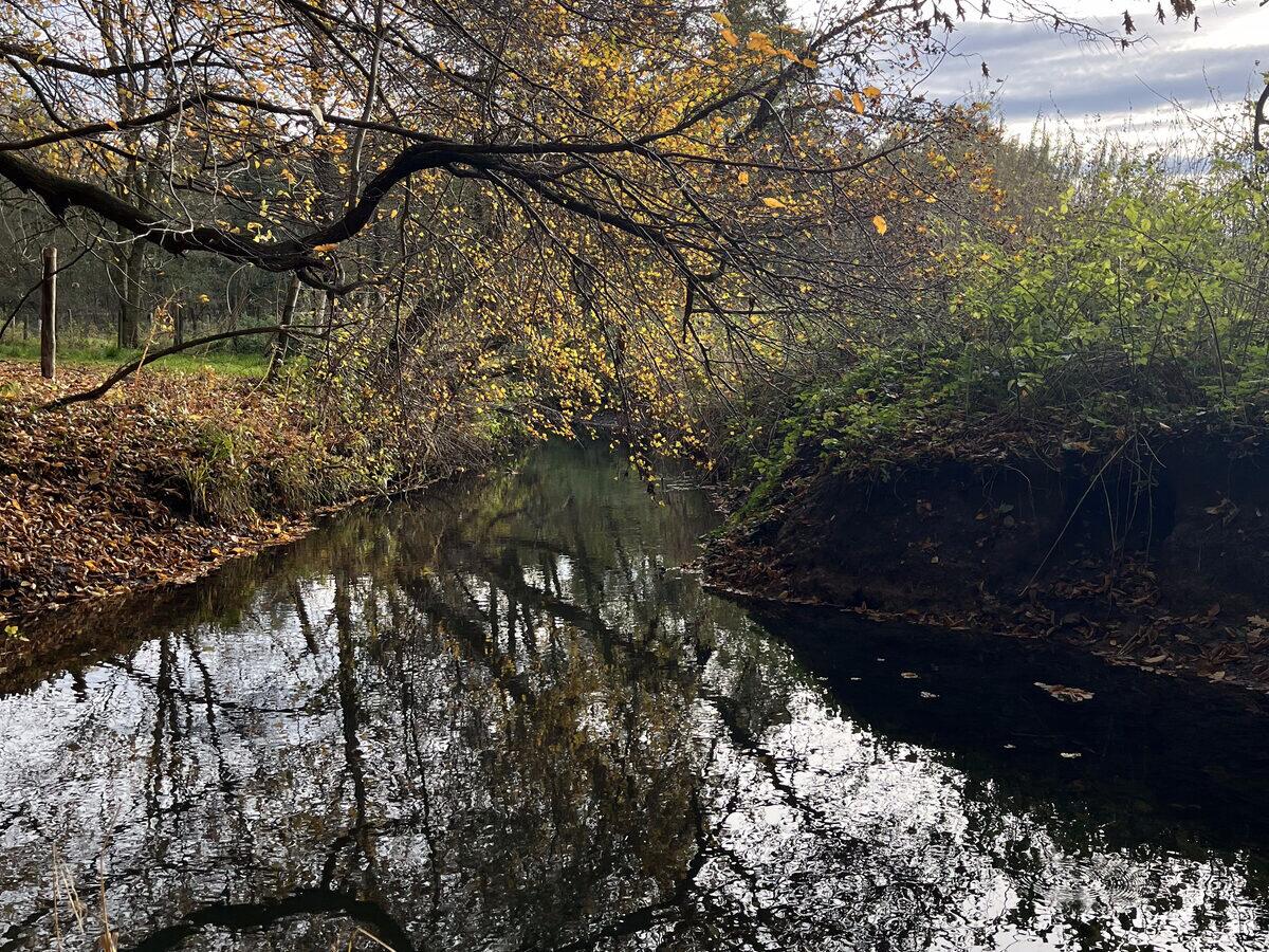 Rustige beek in de herfst, met gevallen bladeren langs de oever