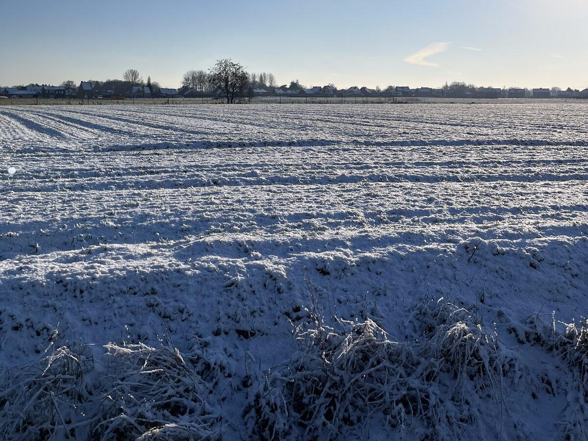 Besneeuwd akkerland onder een heldere blauwe winterlucht
