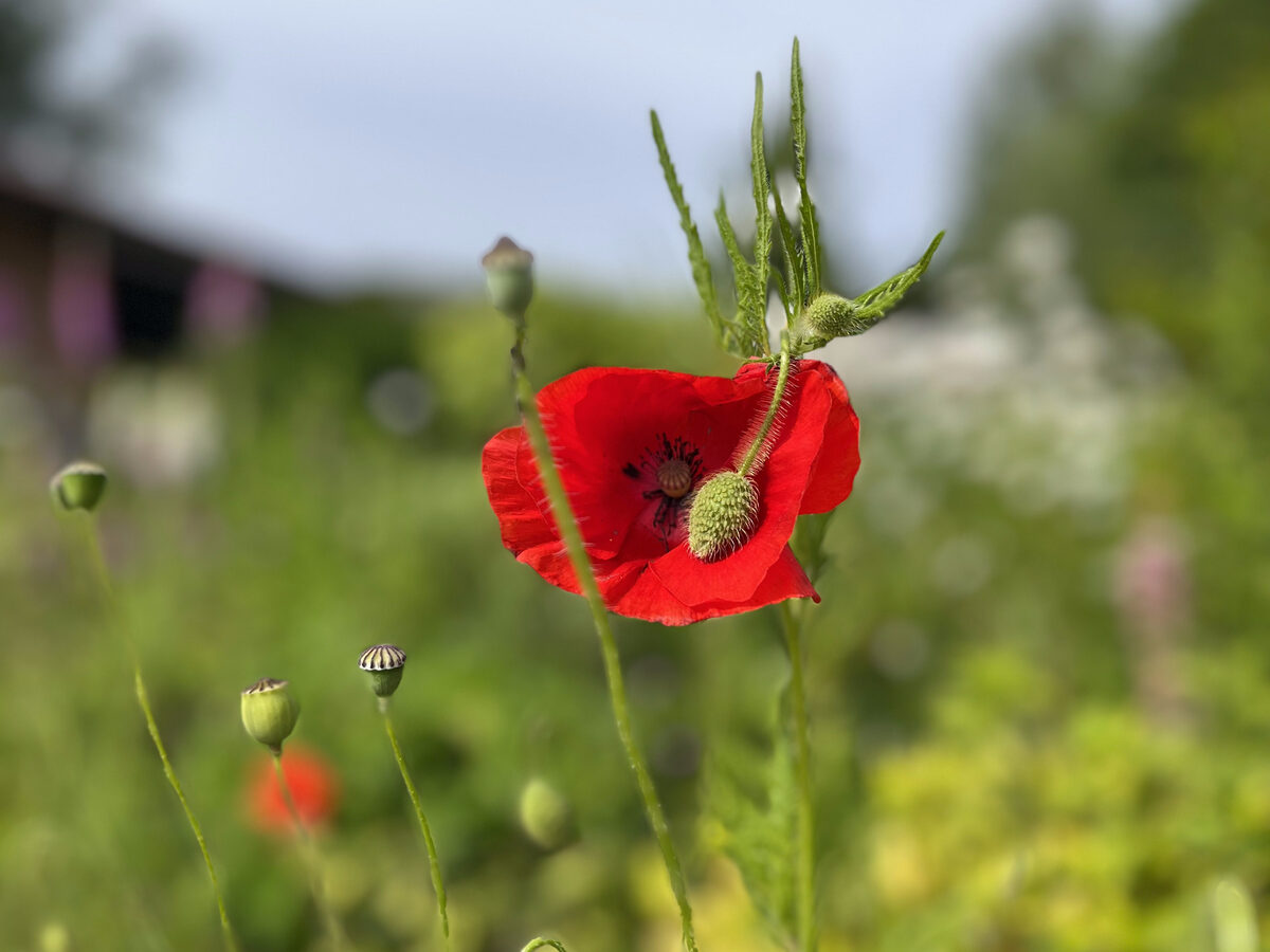 Enkele klaproos in bloei tussen groen gras, met een zachte achtergrond