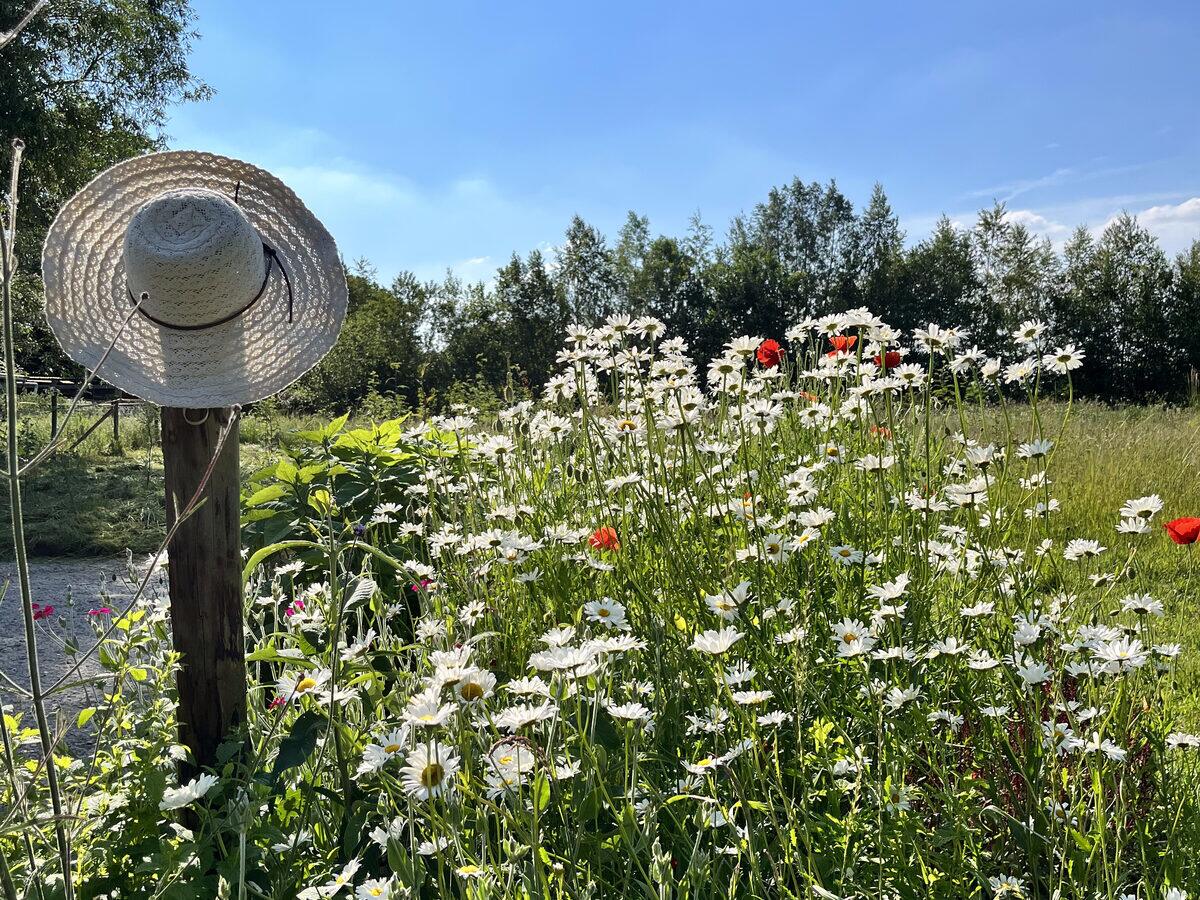 Veld met margrieten en klaprozen onder een blauwe lucht, met een strohoed aan een paal