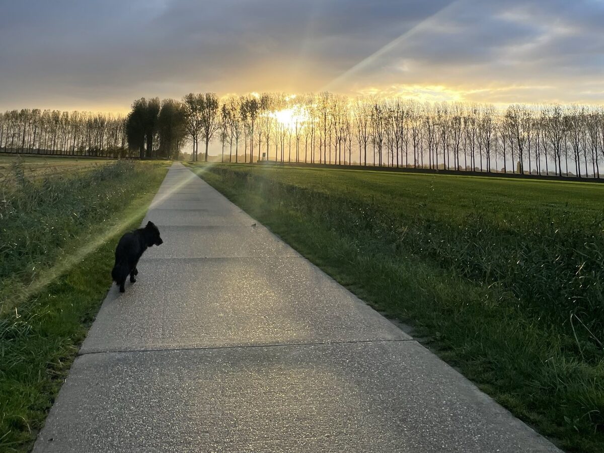 Landweg met een lange rij populieren bij zonsopgang, met een hond op het pad