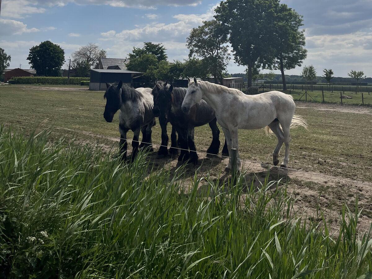 Vier trekpaarden in een wei onder een wolkenlucht
