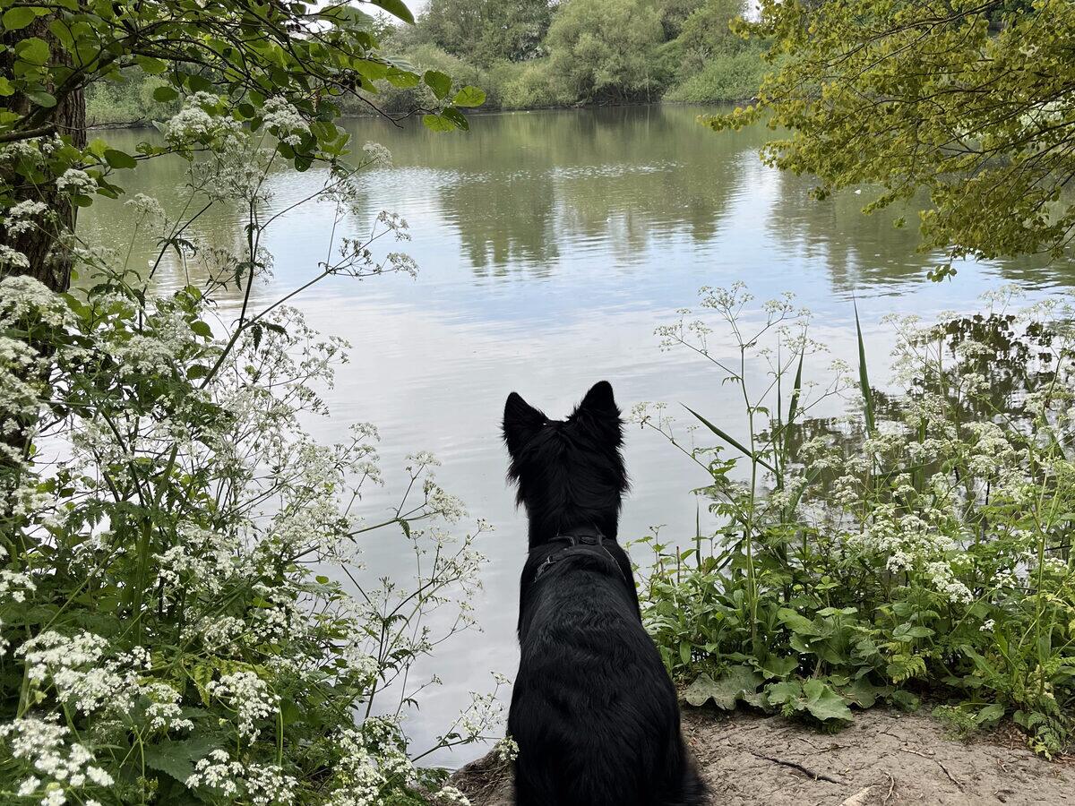 Hond kijkt uit over een bosvijver met fluitenkruid langs de oever